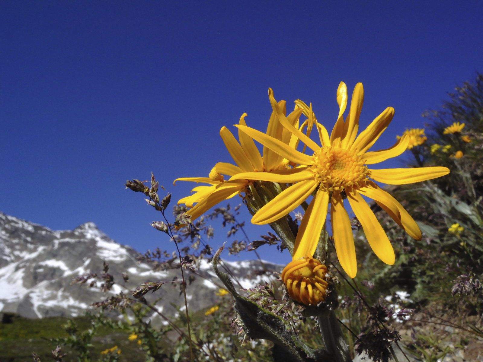 Using Comfrey, Parsley, St. John’s Wort, and Arnica For Bruises